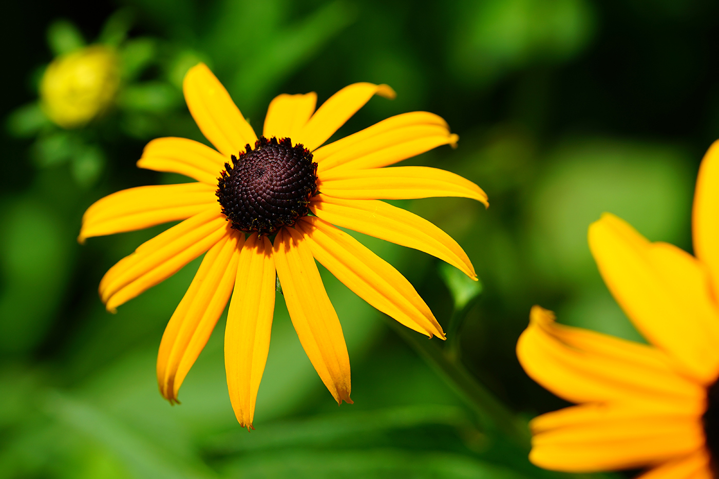 Black-Eyed Susan Flowers (Rudbeckia Fulgida) - KEI - Oak Creek, WI