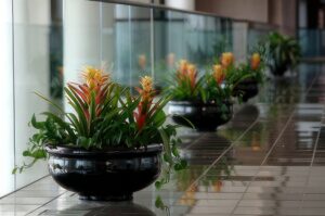 Interior Plantscaping - KEI - Oak Creek, WI