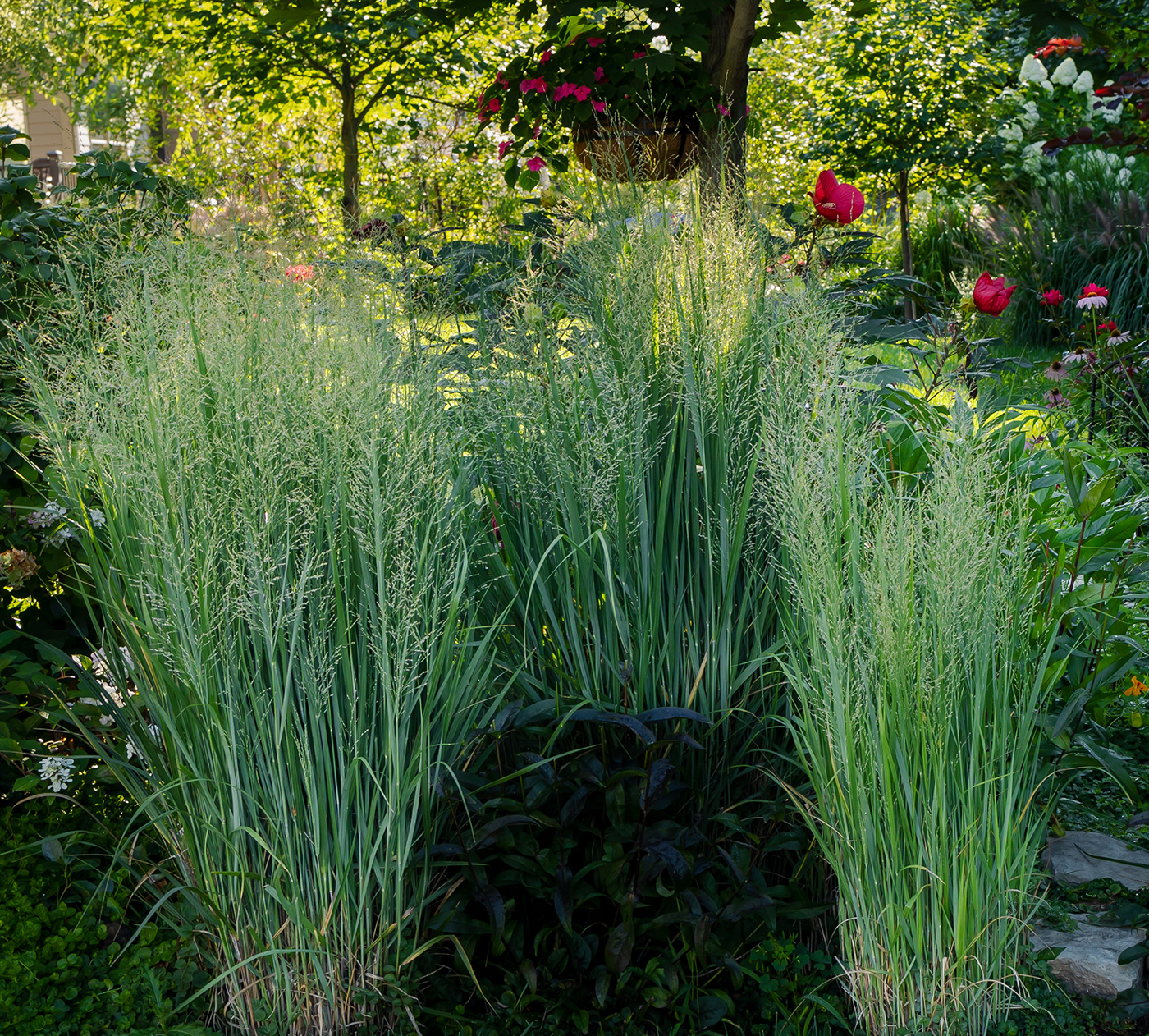 Ornamental Switchgrass (Panicum Virgatum) - KEI - Oak Creek, WI
